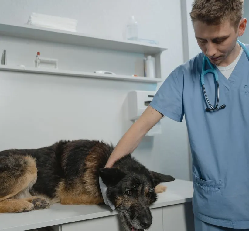 Veterinário examinando um cachorro no consultório
